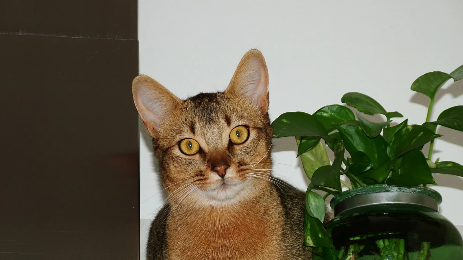 Chat Abyssin en gros plan