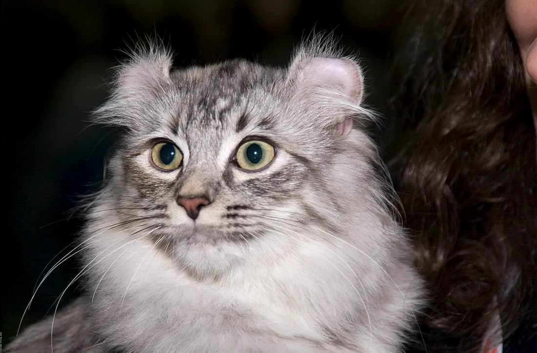 Portrait d'American Curl argenté, les deux oreilles enroulées en arrière comme le veut le standard