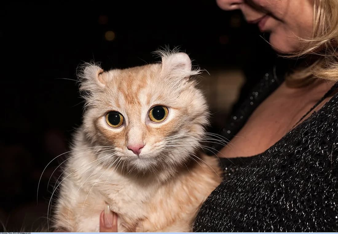 American Curl roux et blanc, oreilles recourbées et fourrure soyeuse au poitrail
