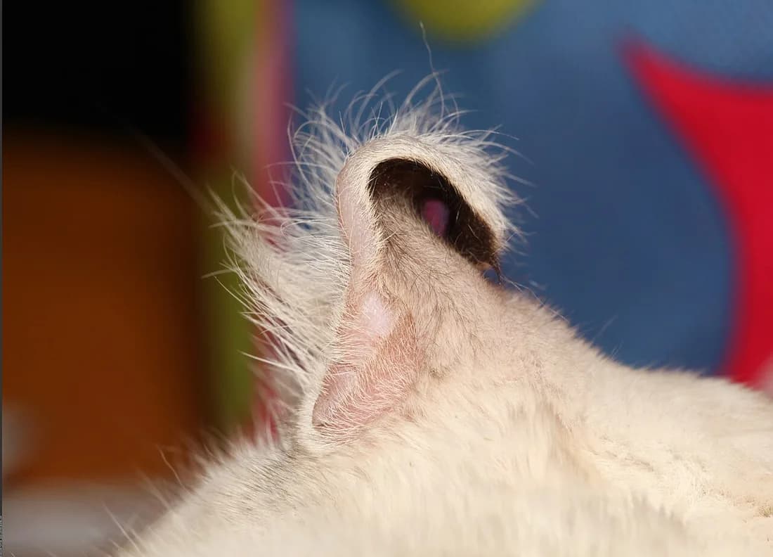 Gros plan sur l'oreille d'un American Curl, dont le cartilage se retourne vers l'arrière