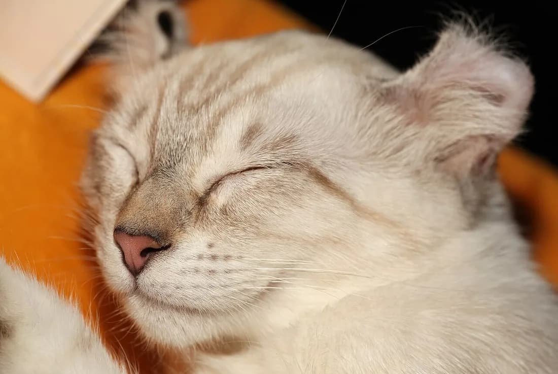 American Curl crème assoupi, la courbure de l'oreille reste visible au repos