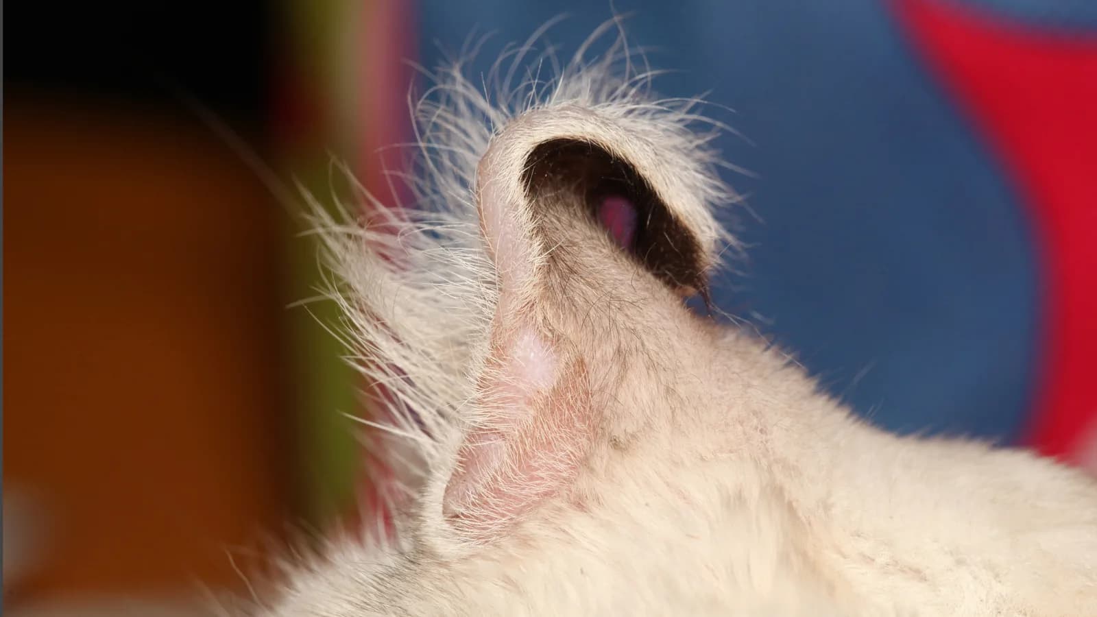 American Curl aux oreilles recourbées vers l'arrière