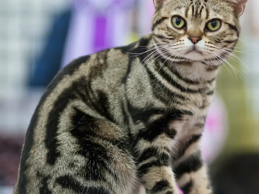 American Shorthair assis, robe tabby classique aux marques nettes sur les flancs