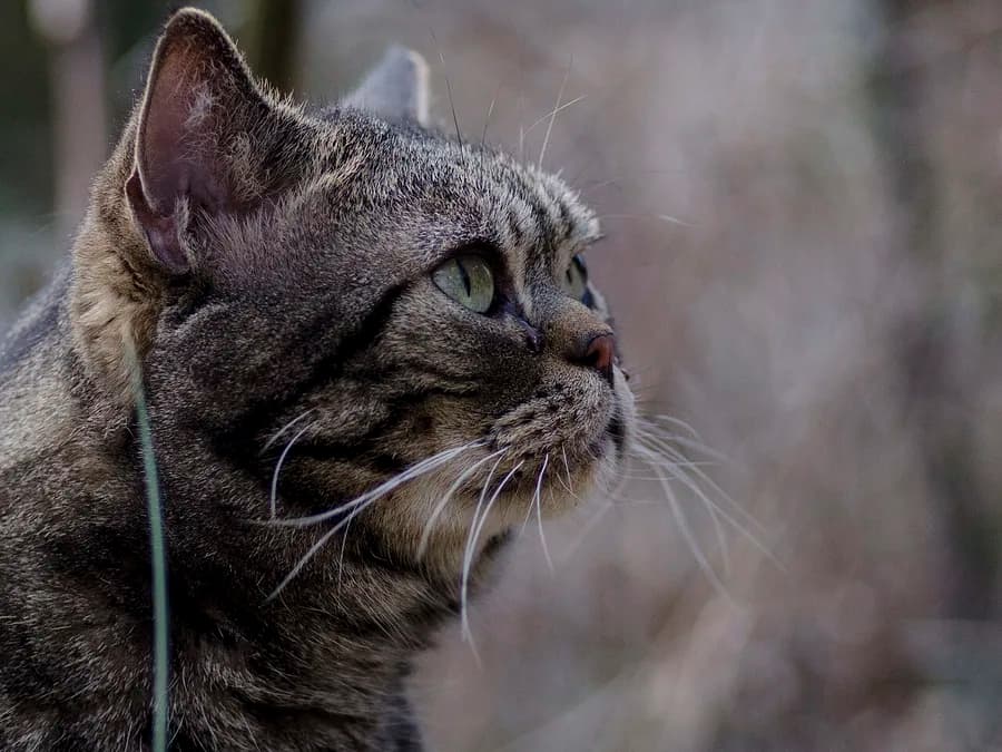 American Shorthair de profil, museau carré et joues pleines typiques de la race