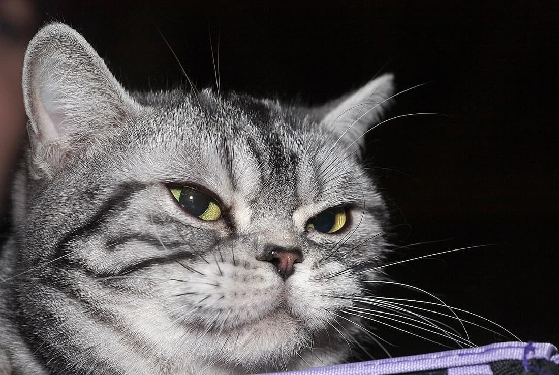 American Shorthair tabby argenté de trois quarts, marques sombres bien contrastées