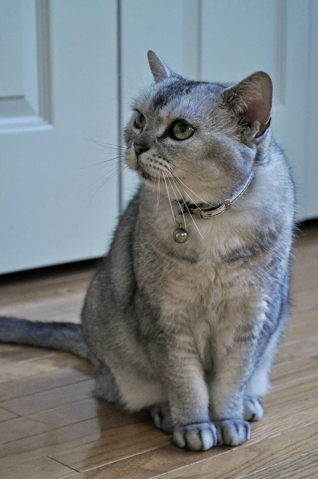 American Shorthair gris tabby argenté assis en pied sur un parquet, corps trapu et musclé, collier à grelot