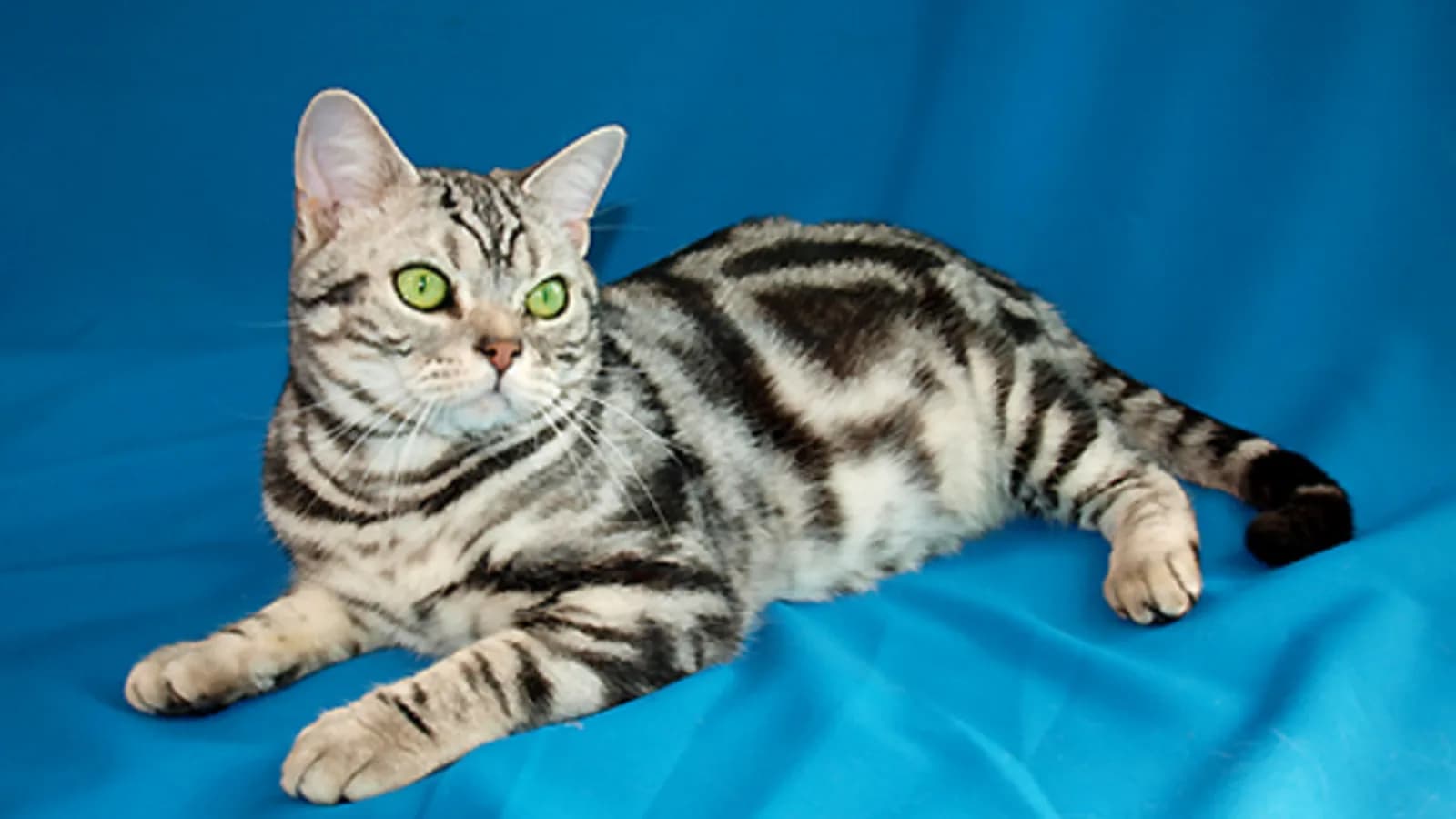 American Shorthair silver tabby au corps athlétique