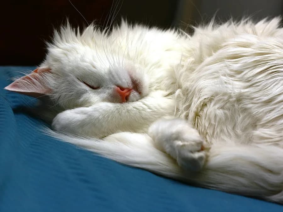 Angora turc blanc endormi sur un tissu bleu, poil mi-long et queue en panache repliée