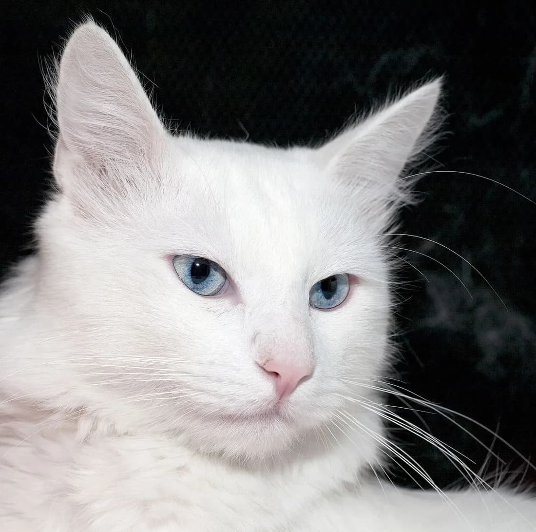 Portrait d'angora turc blanc aux yeux bleus, oreilles hautes et fourrure fine, sur fond sombre