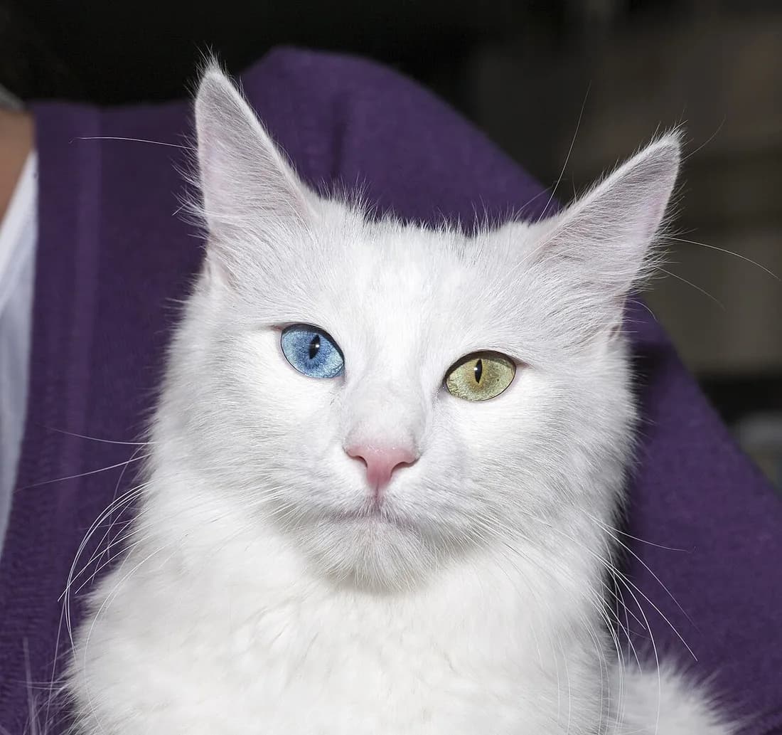 Angora turc blanc aux yeux vairons, un œil bleu et un œil vert, particularité fréquente chez les sujets blancs