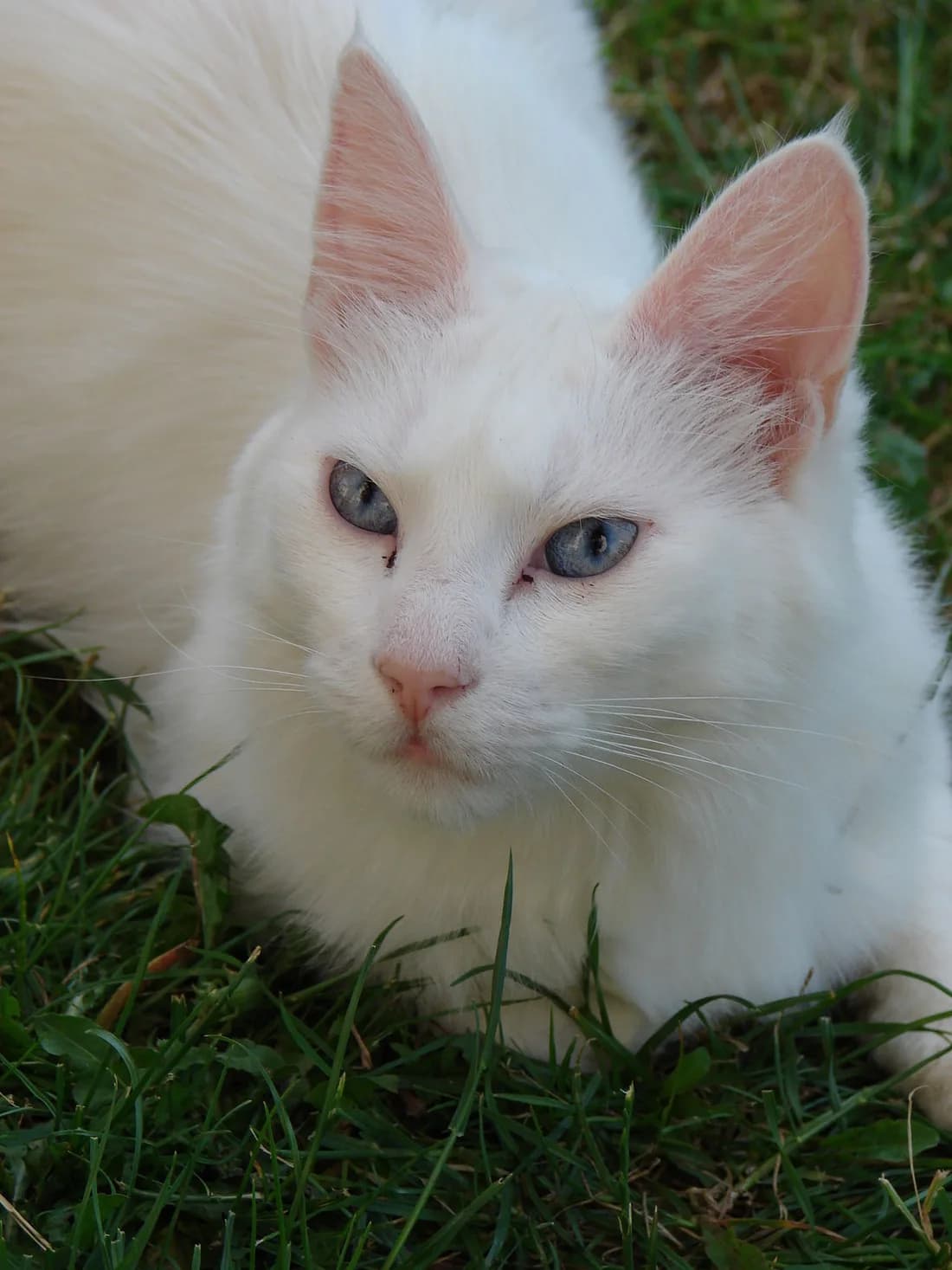 Angora turc blanc couché dans l'herbe, les yeux bleus tournés vers l'objectif
