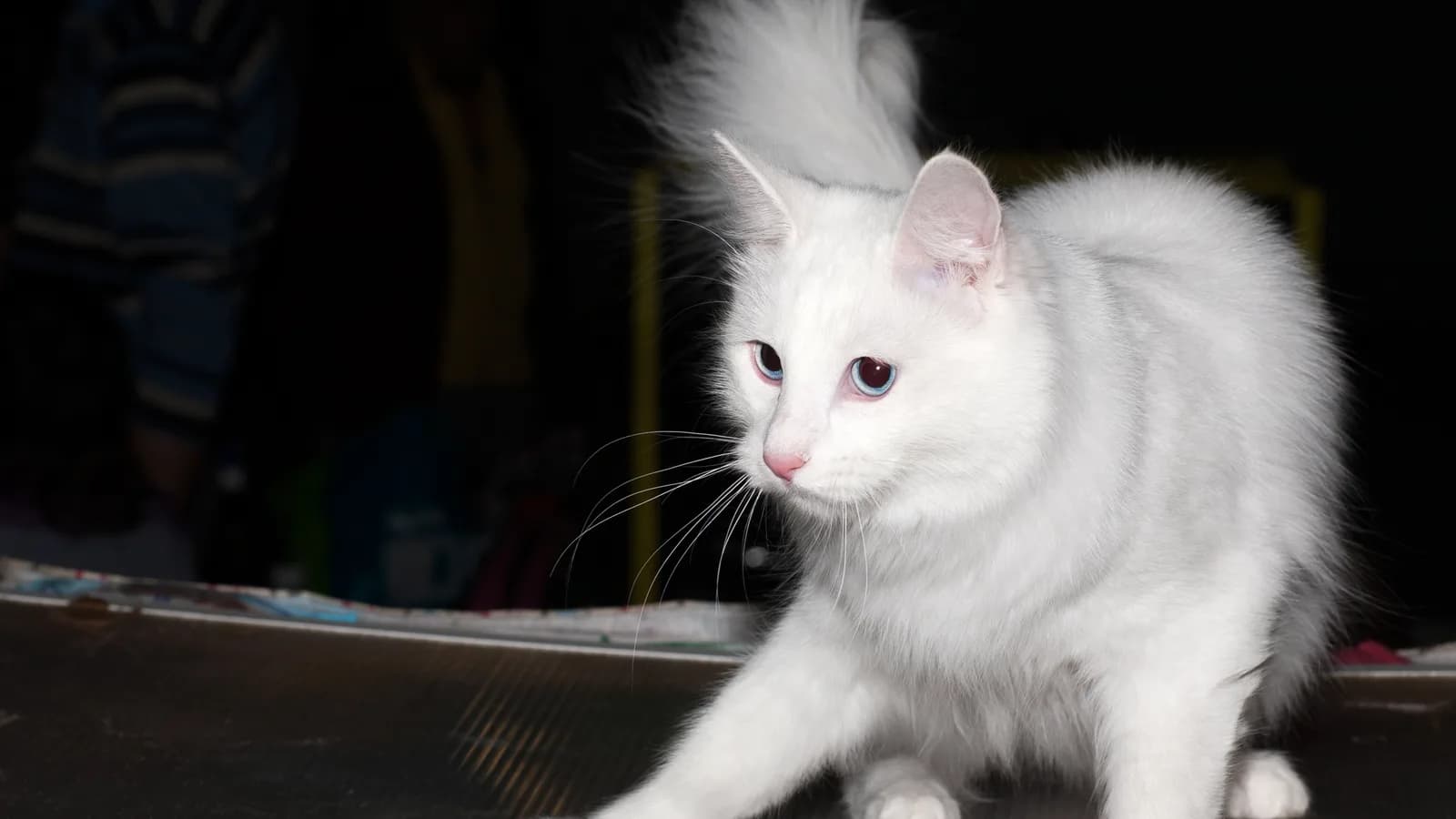 Angora turc blanc au poil mi-long soyeux