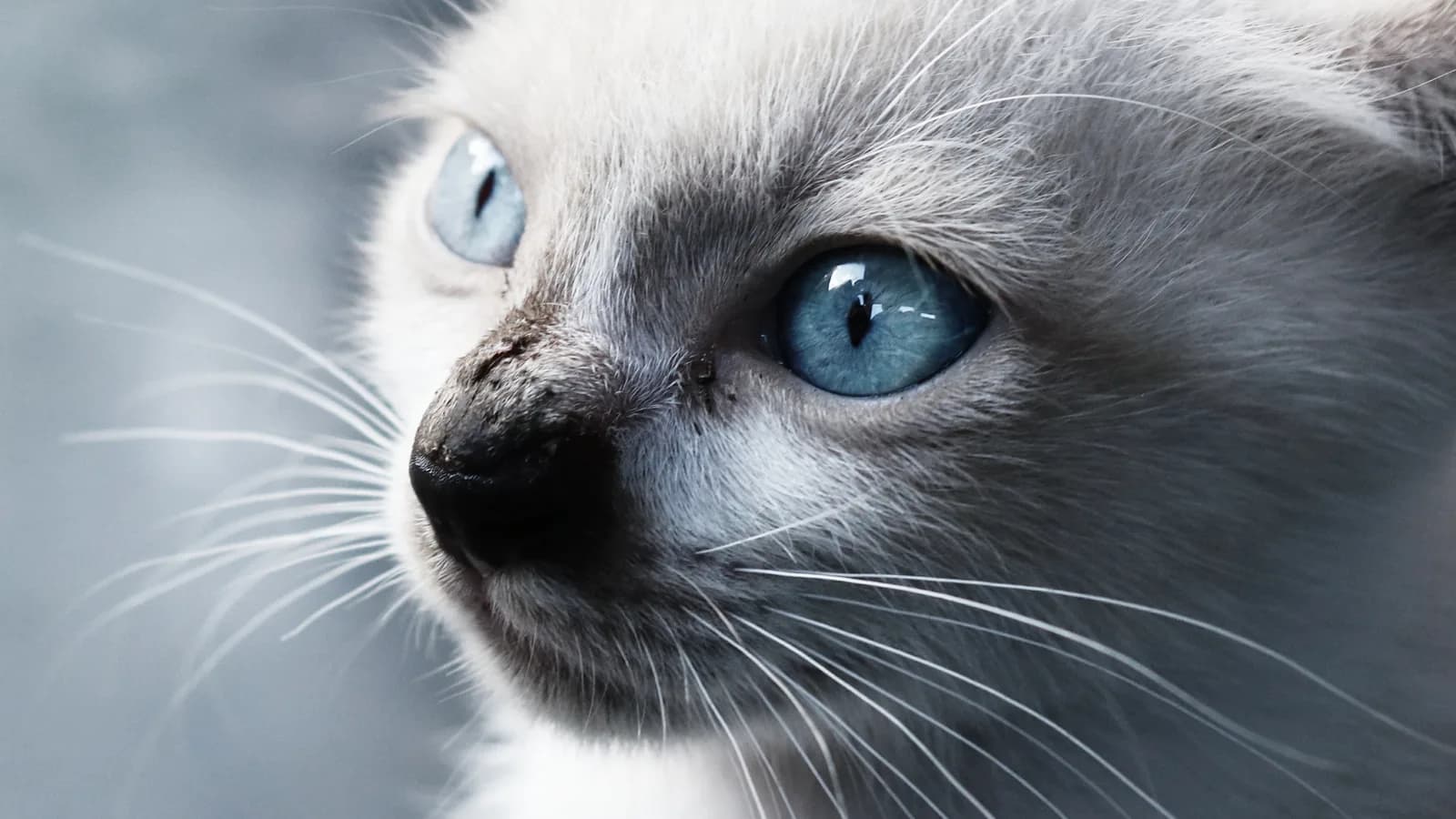 Chat Balinais colourpoint à poil mi-long aux yeux bleus