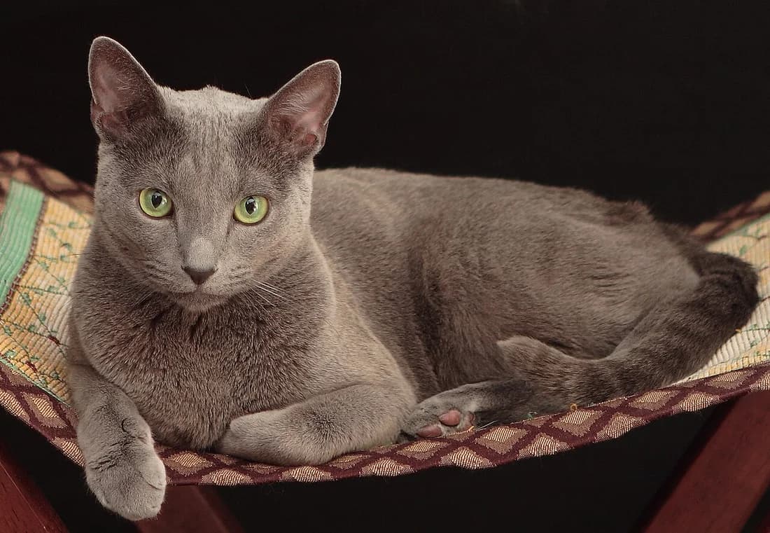 Bleu russe couché dans un hamac, yeux vert vif et robe grise aux reflets argentés