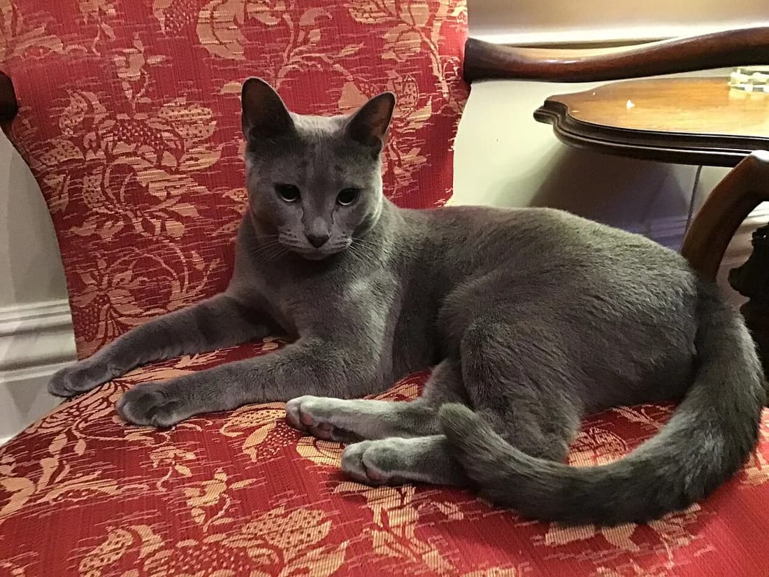 Bleu russe couché sur un fauteuil, robe bleue uniforme, yeux verts et longue queue effilée