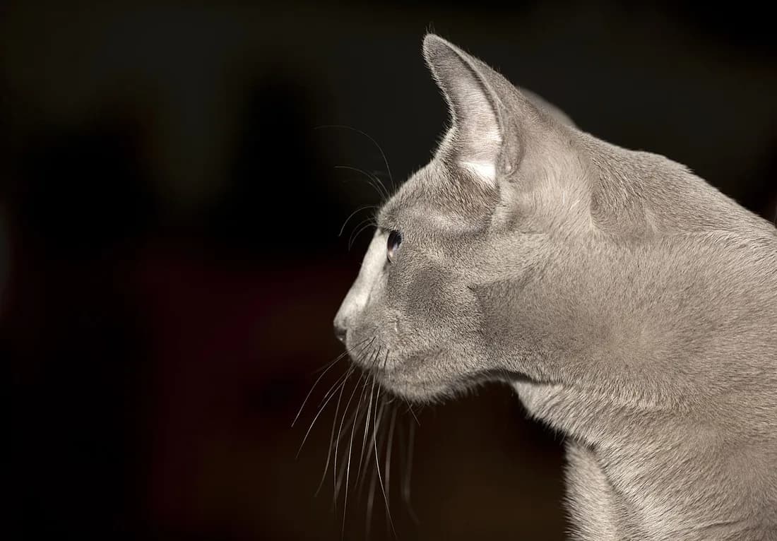 Bleu russe de profil en exposition féline, tête en triangle et grandes oreilles fines