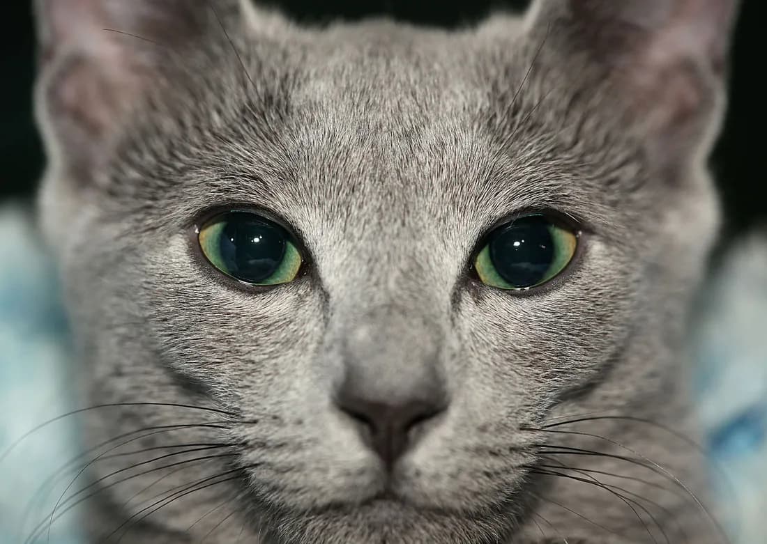 Bleu russe en gros plan de face, pelage gris-bleu aux reflets argentés et grands yeux vert émeraude