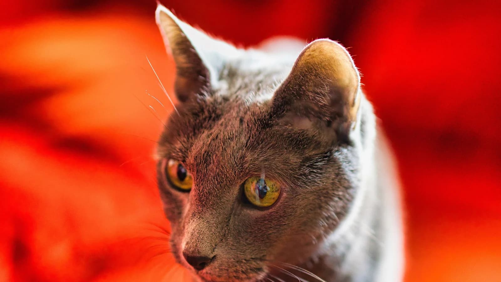 Chat Bleu russe en gros plan