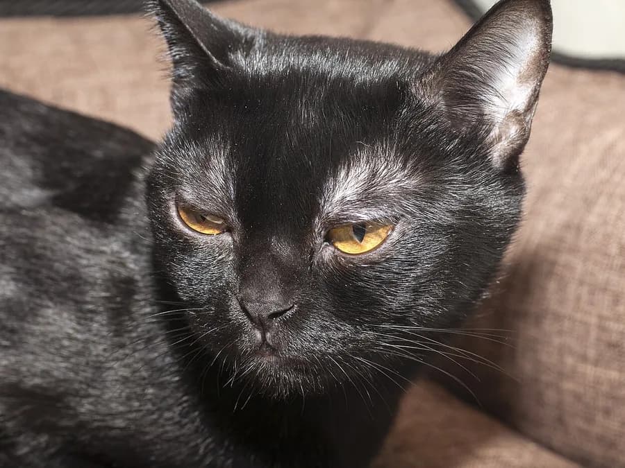Bombay au pelage noir de jais, yeux dorés et poil ras très brillant