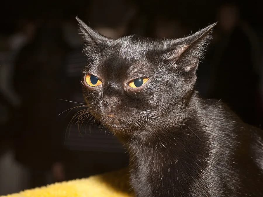 Bombay de face, robe entièrement noire jusqu'aux coussinets et regard cuivré