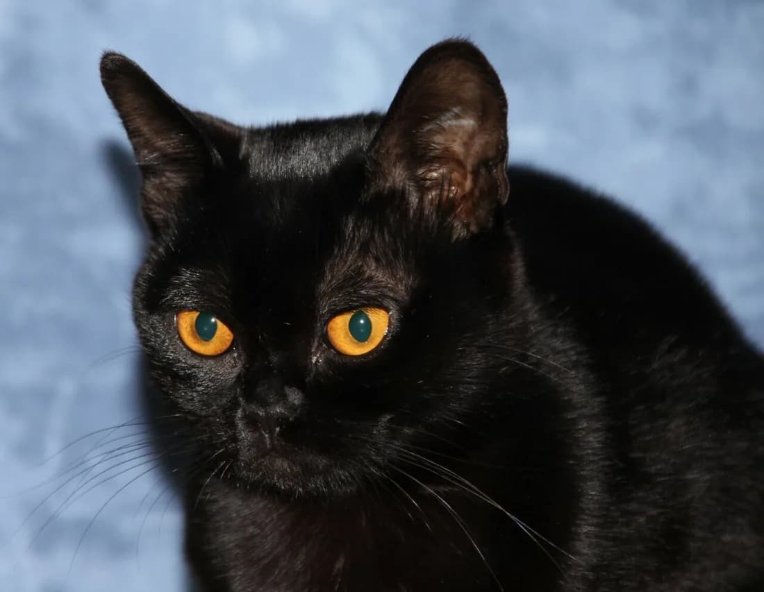 Portrait de bombay sur fond bleu, yeux cuivrés ronds et museau court