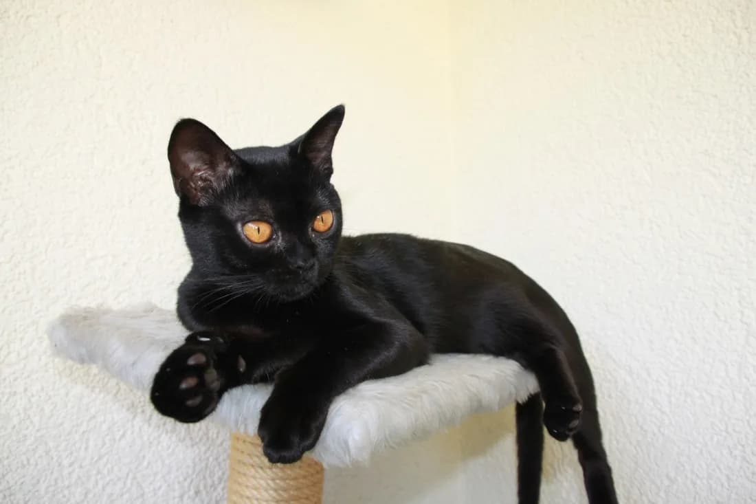 Bombay allongé sur un arbre à chat, corps musclé et compact au poil noir uniforme