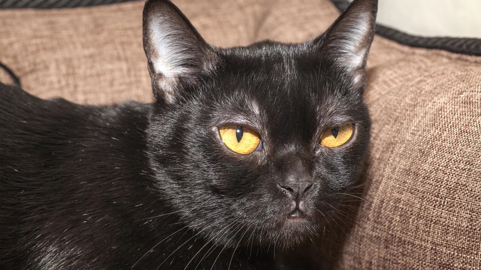Chat Bombay noir de jais aux yeux cuivre