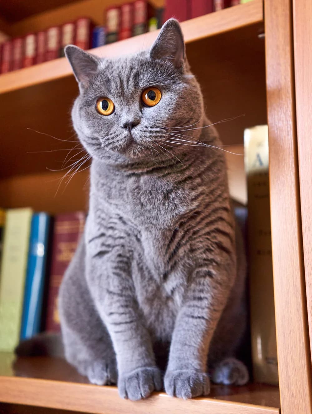 British Shorthair bleu assis, silhouette trapue aux yeux orange