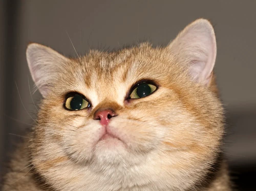 British Shorthair golden au regard clair, portrait rapproché