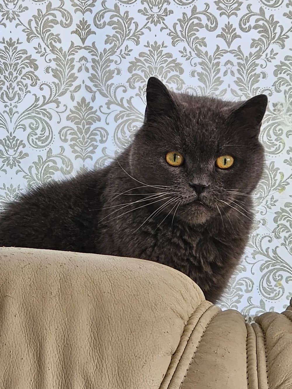 British Shorthair noir aux yeux dorés