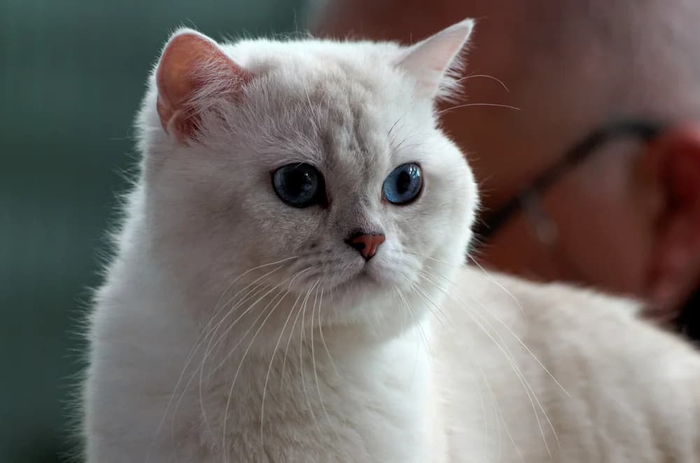 British Shorthair blanc aux yeux bleus