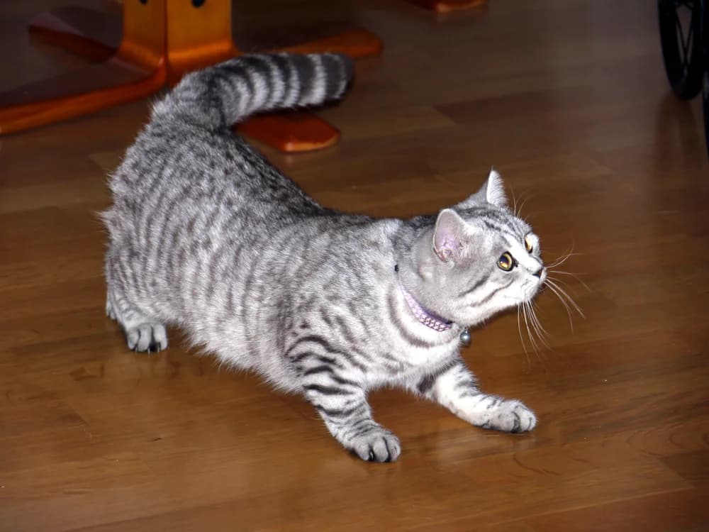 British Shorthair silver tabby au pelage rayé argenté