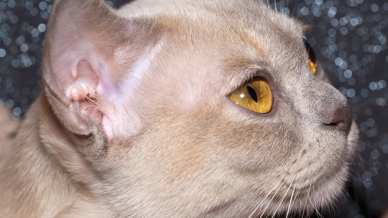 Chat Burmese au poil satiné et au corps compact