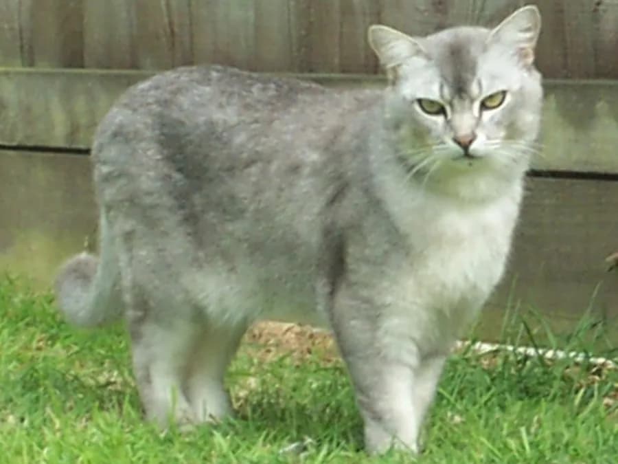 Burmilla debout dans l'herbe, robe argentée ombrée héritée du chinchilla