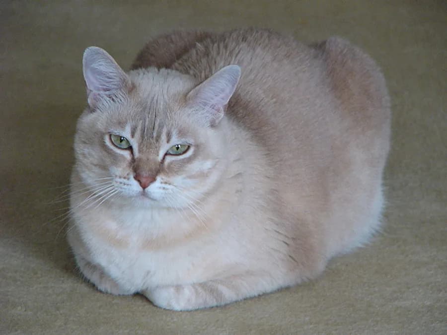 Burmilla couché, poil clair aux pointes plus sombres et contour des yeux souligné