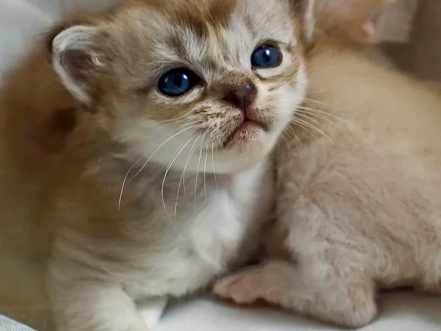 Chaton burmilla aux yeux encore bleus, marques légères autour du nez