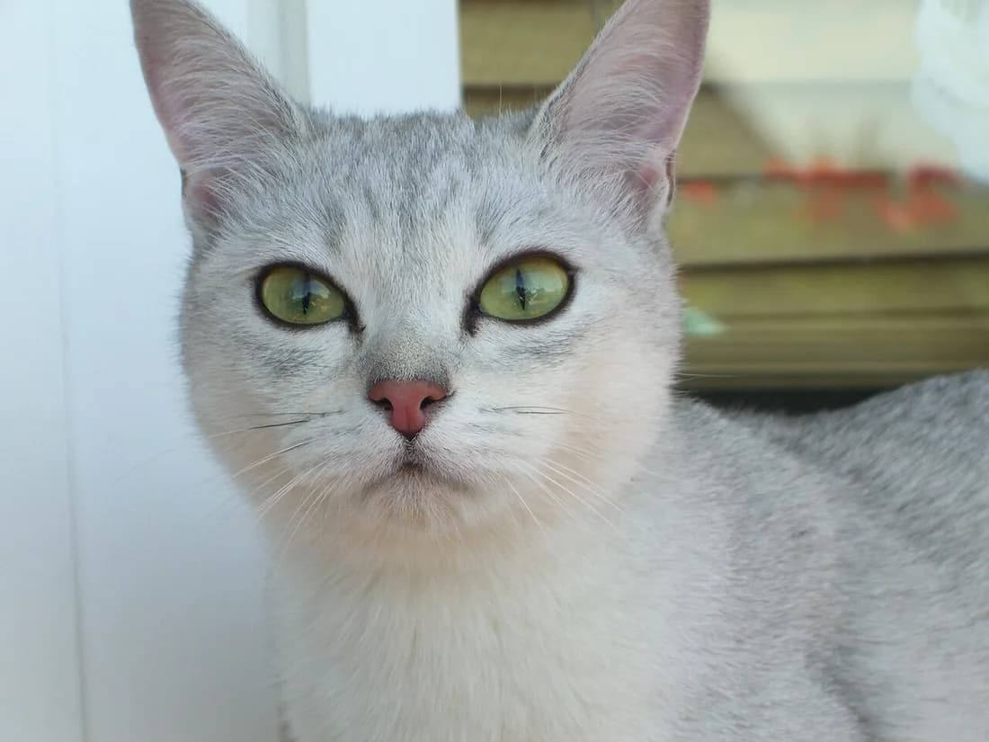 Portrait de burmilla argenté, yeux verts cerclés de noir comme soulignés au crayon