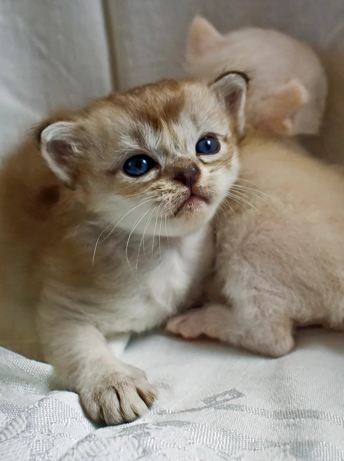 Chaton burmilla contre sa mère, le voile argenté déjà visible sur le poil crème
