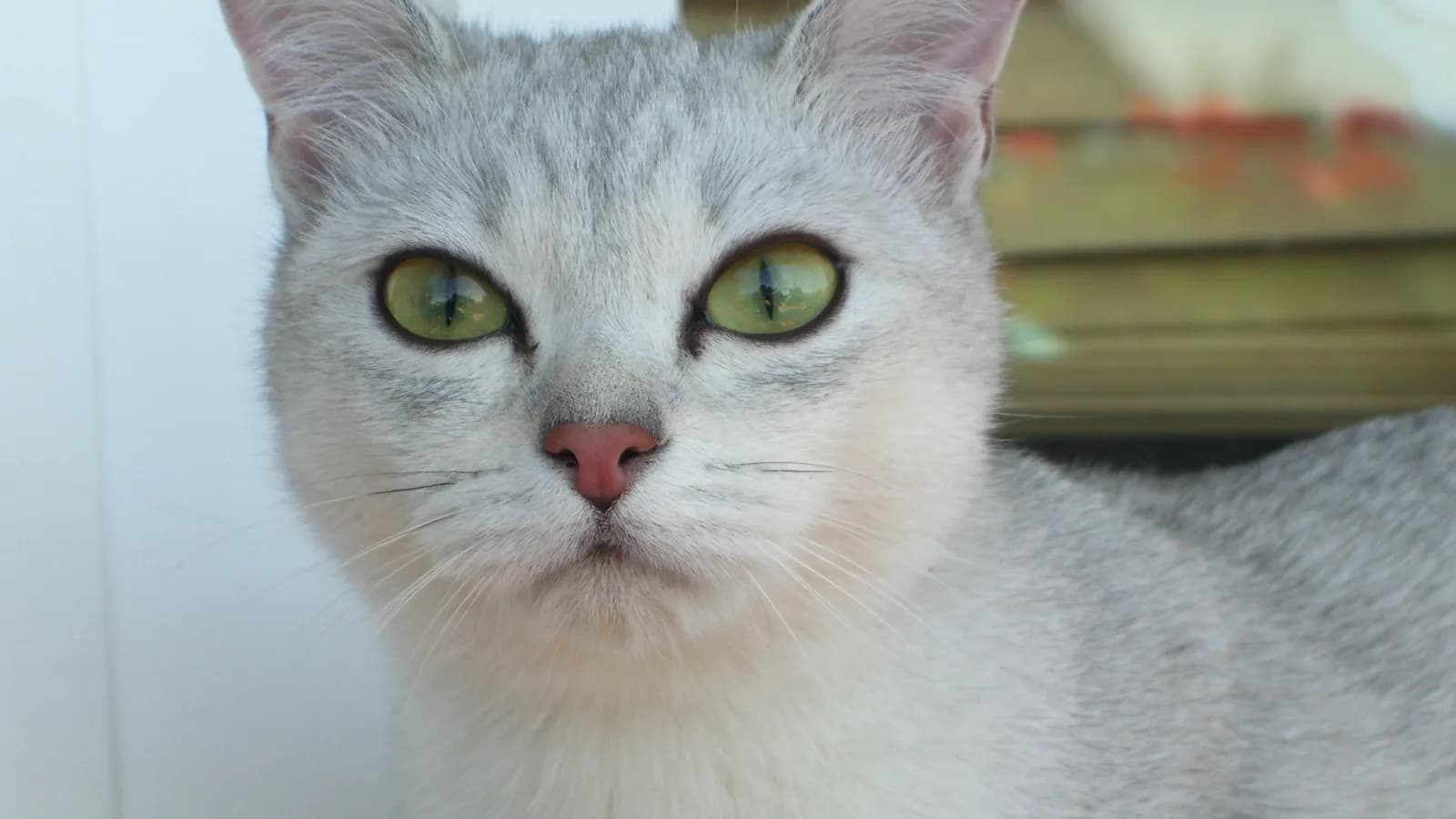 Chat Burmilla à la robe silver et au regard maquillé