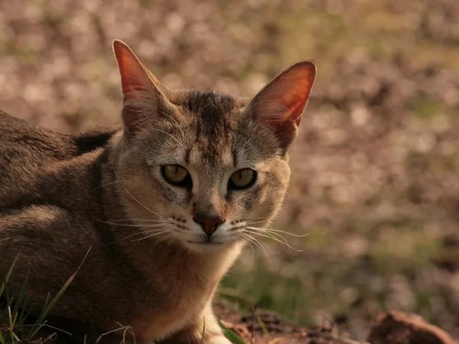 Portrait de chausie, oreilles hautes terminées par de petits plumets