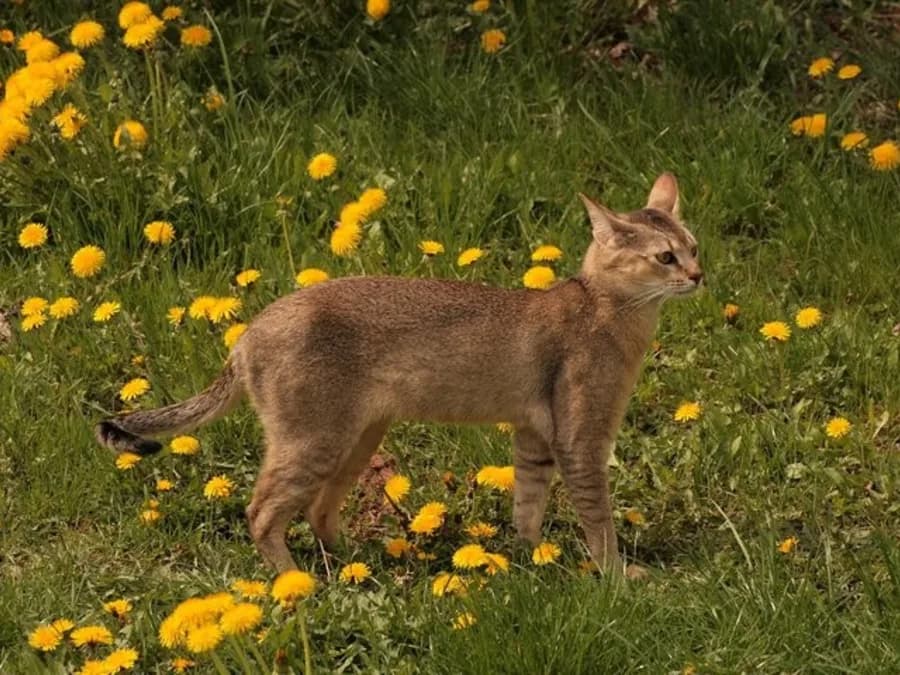 Chausie debout dans les pissenlits, longues pattes et allure athlétique héritée du chat des marais