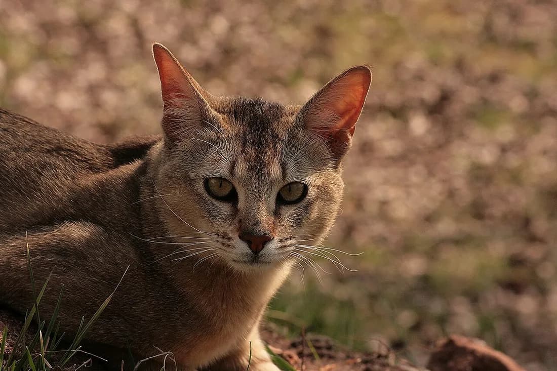 Chausie de face dans l'herbe, grandes oreilles écartées et regard doré