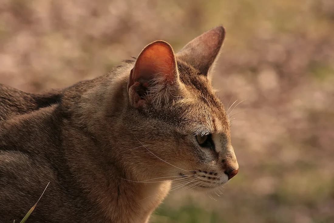 Profil de chausie, museau allongé et plumets d'oreilles bien visibles à contre-jour