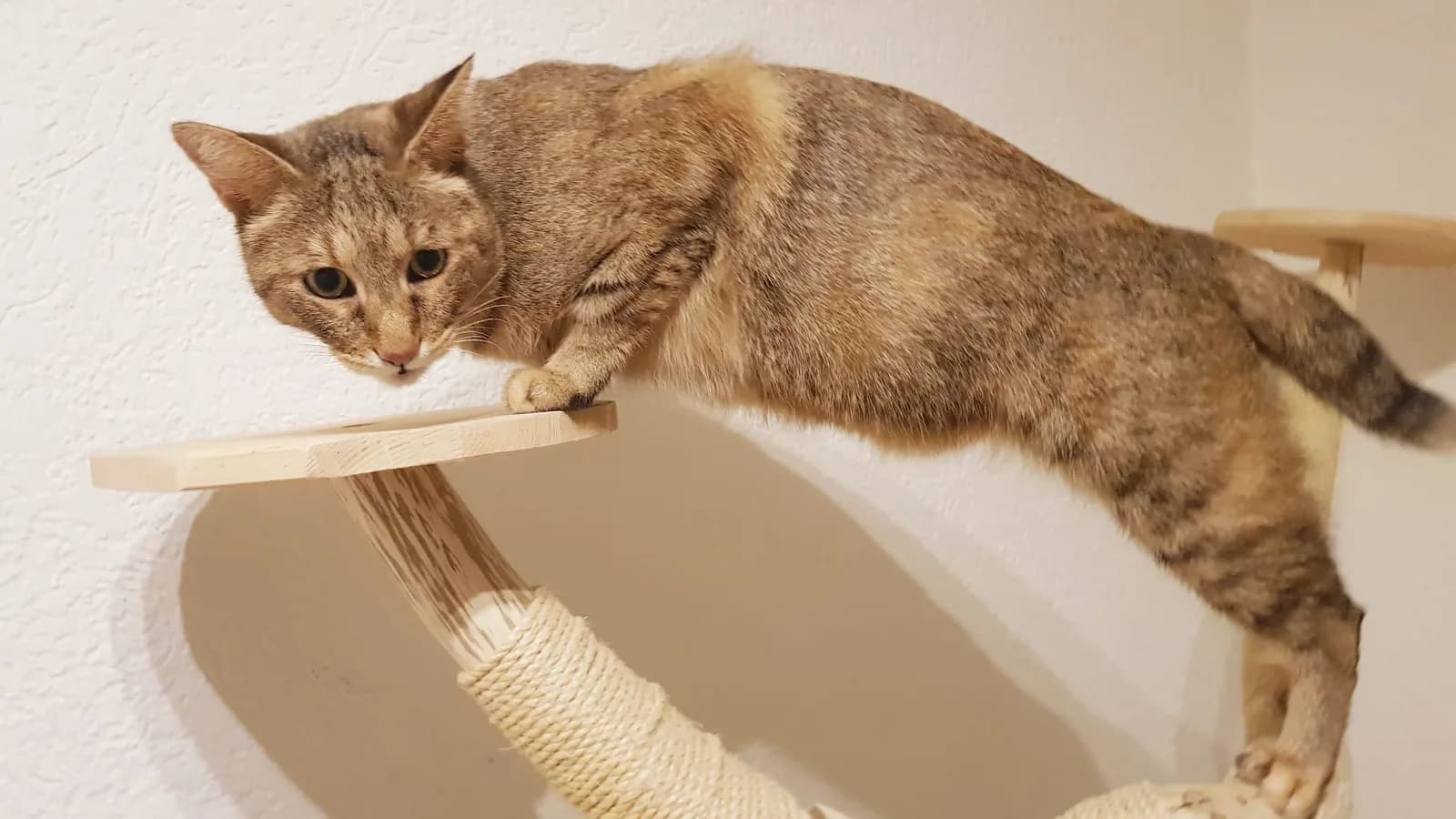 Chausie au look de félin sauvage