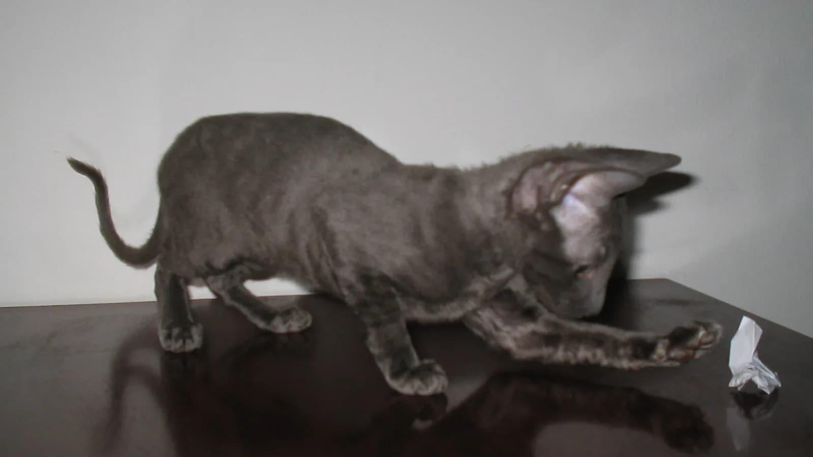 Cornish Rex au pelage ondulé et à la silhouette fine de lévrier