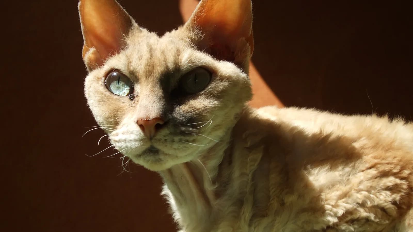 Devon Rex au pelage ondulé et aux grandes oreilles basses