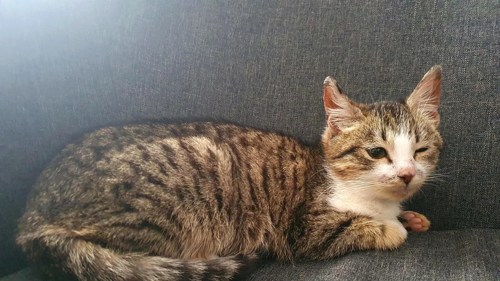 Chat Européen en gros plan