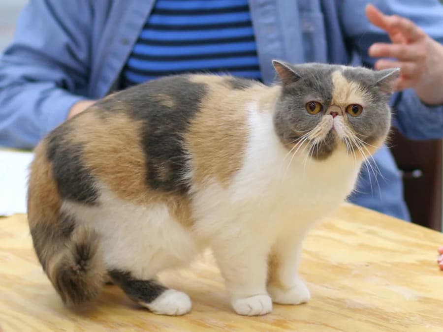 Exotic Shorthair écaille et blanc debout sur une table, corps trapu et pattes courtes