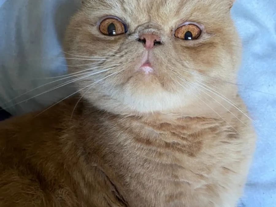 Exotic Shorthair crème vu de face, face aplatie et grands yeux cuivrés