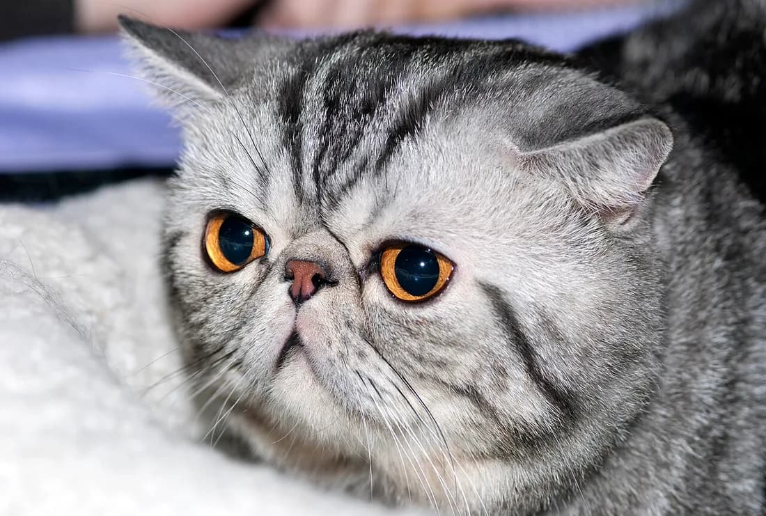 Portrait d'Exotic Shorthair tabby argenté, nez court et yeux orange très ronds